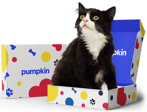 Pumpkin Pet Box