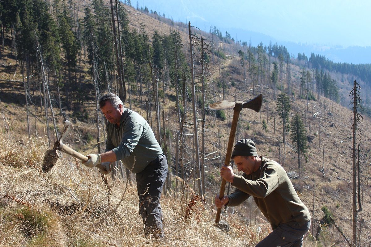 Mossy Earth Tree Planting