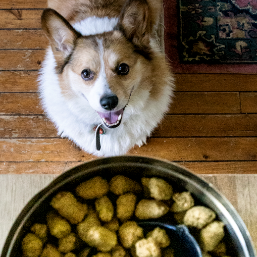 Open Farm Dog Food