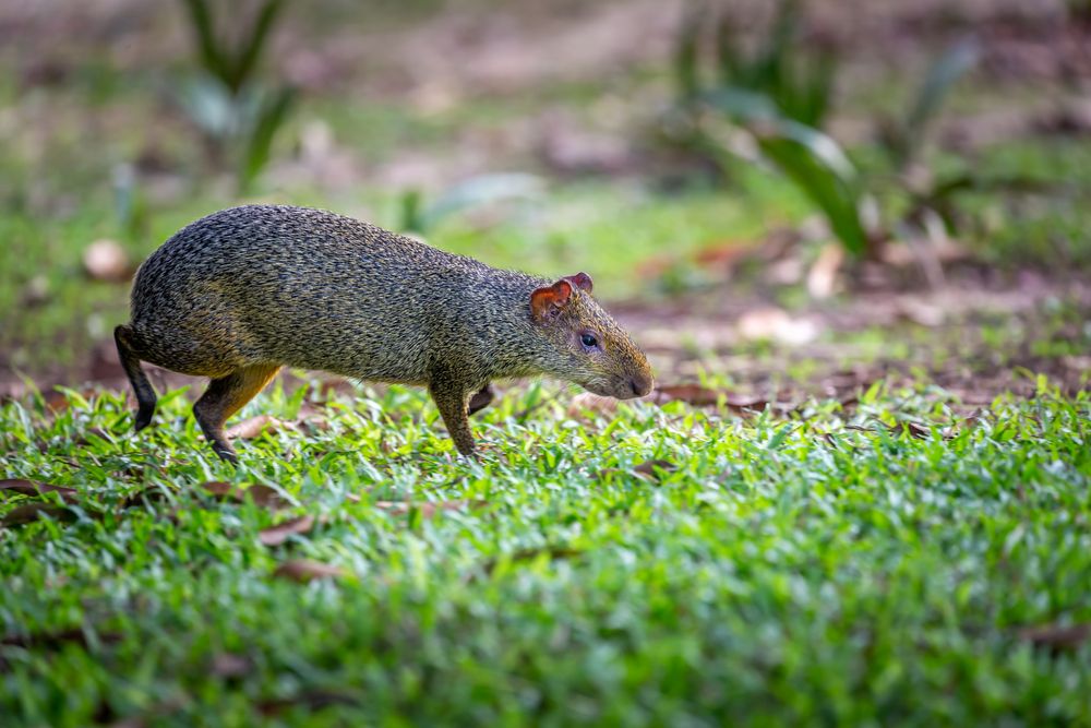 Agouti