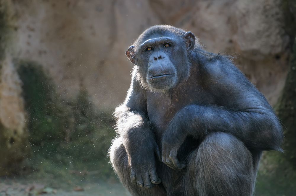 ape looking into the distance