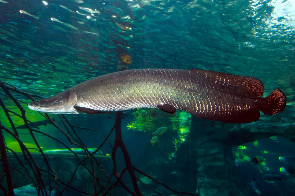 Arapaima