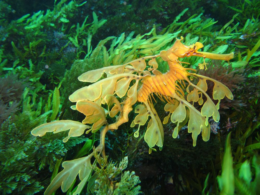 Leafy Sea Dragon