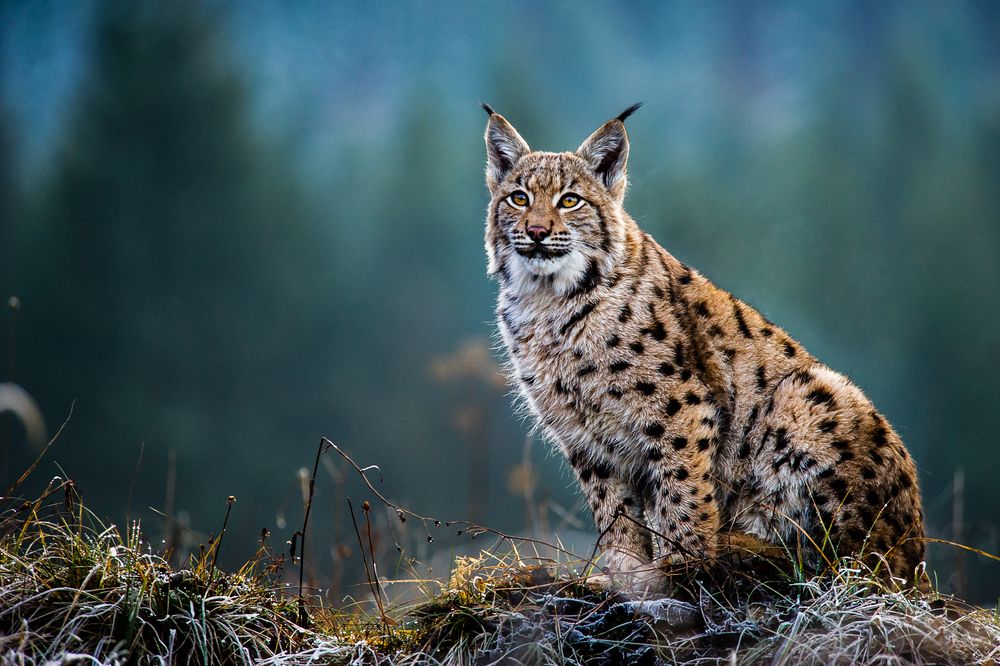 Lynx sitting down on grass