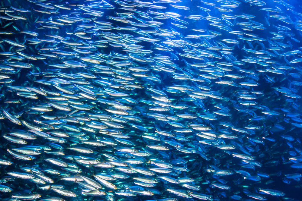 school of anchovies