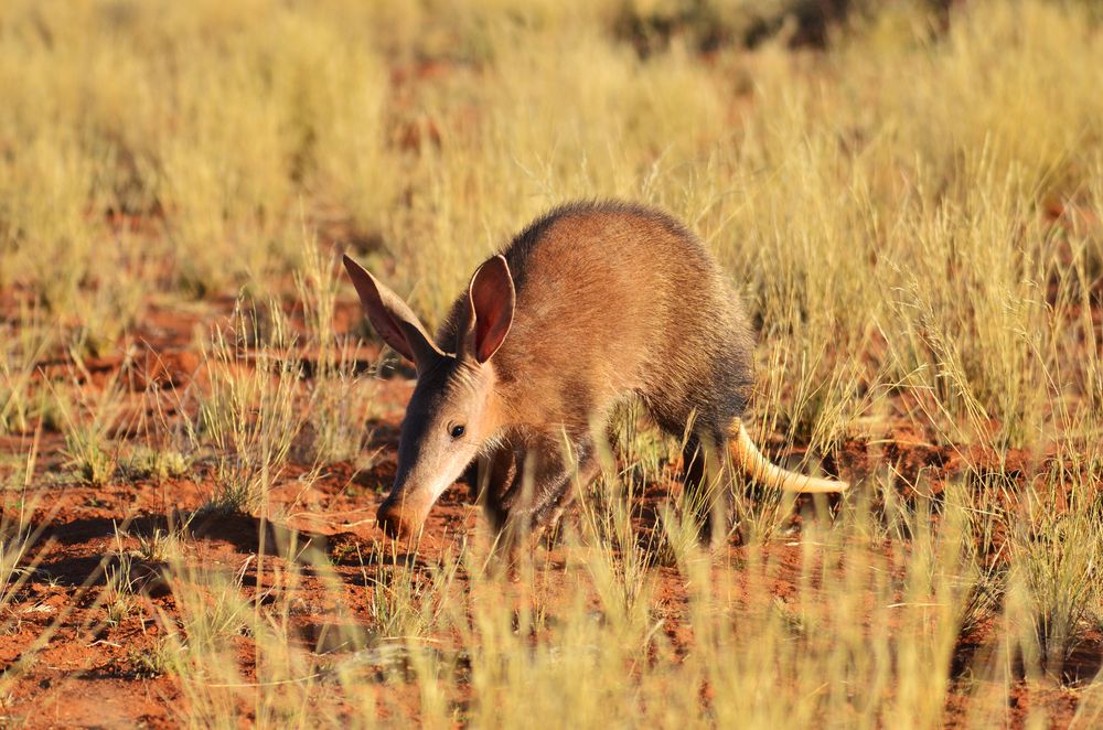 aardvark