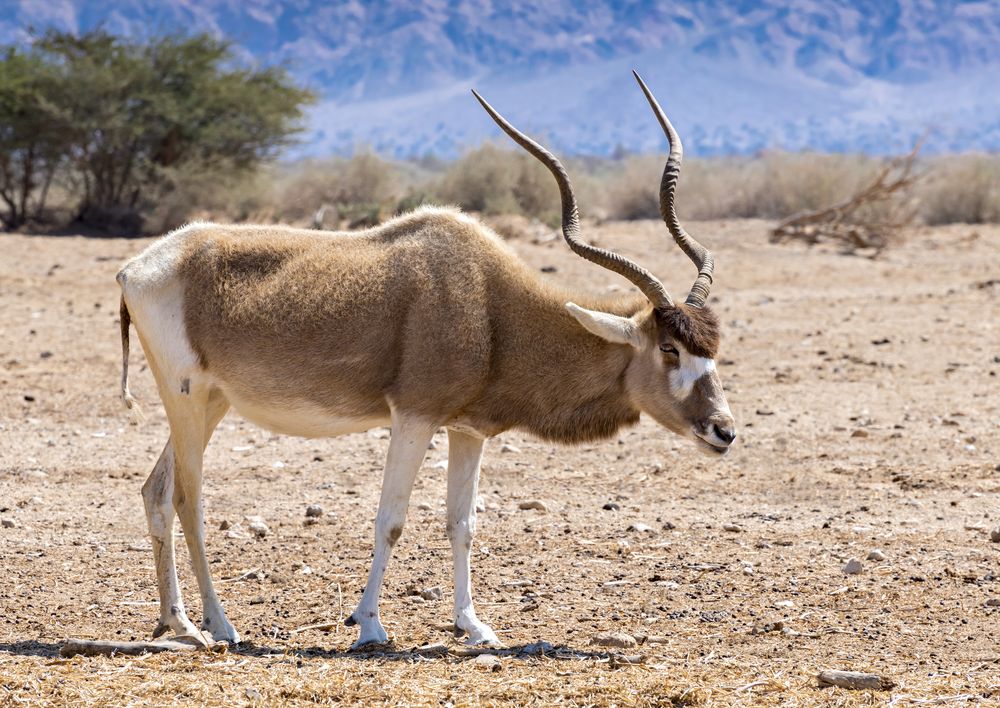 addax