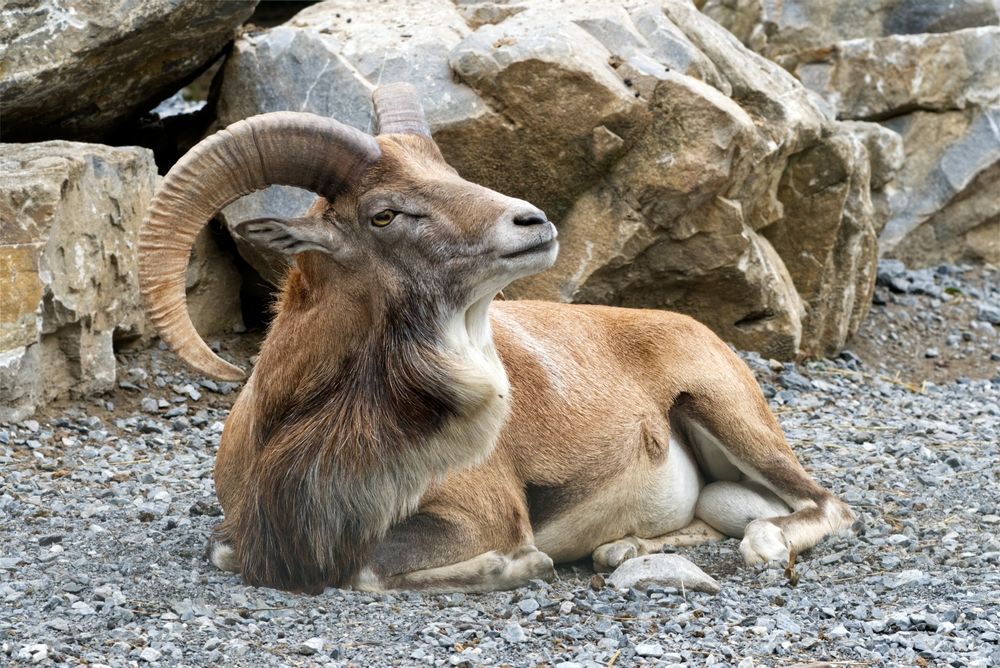 african aoudad