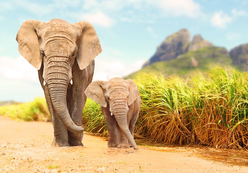 african bush elephant with offspring