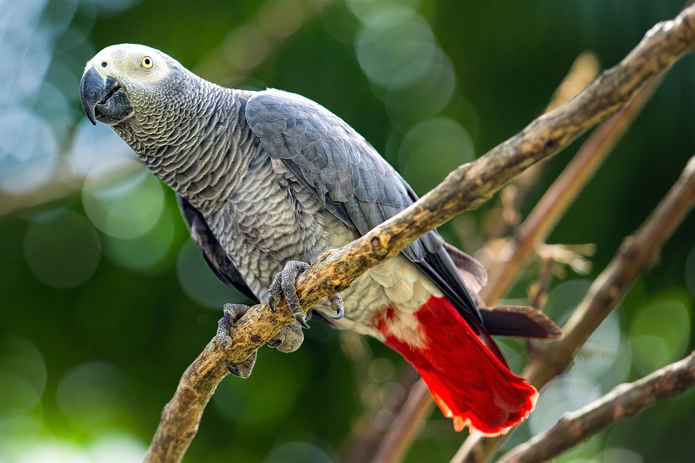 african grey parrot