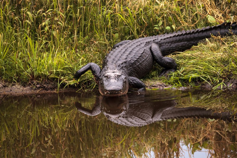 alligator entering the water