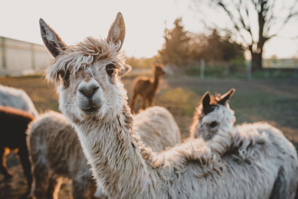 close up photo of an alpaca