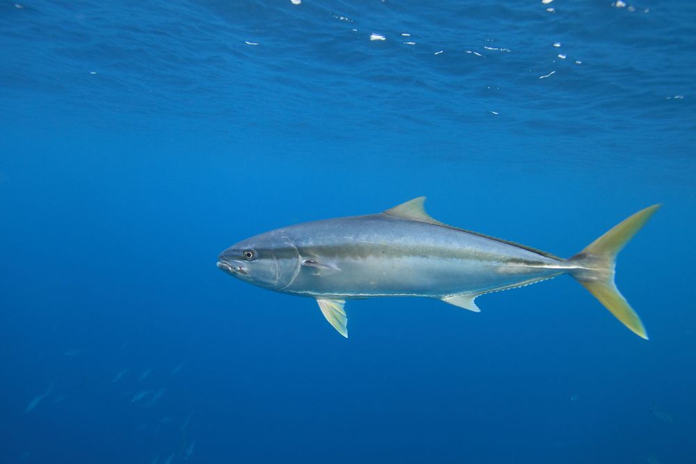 amberjack