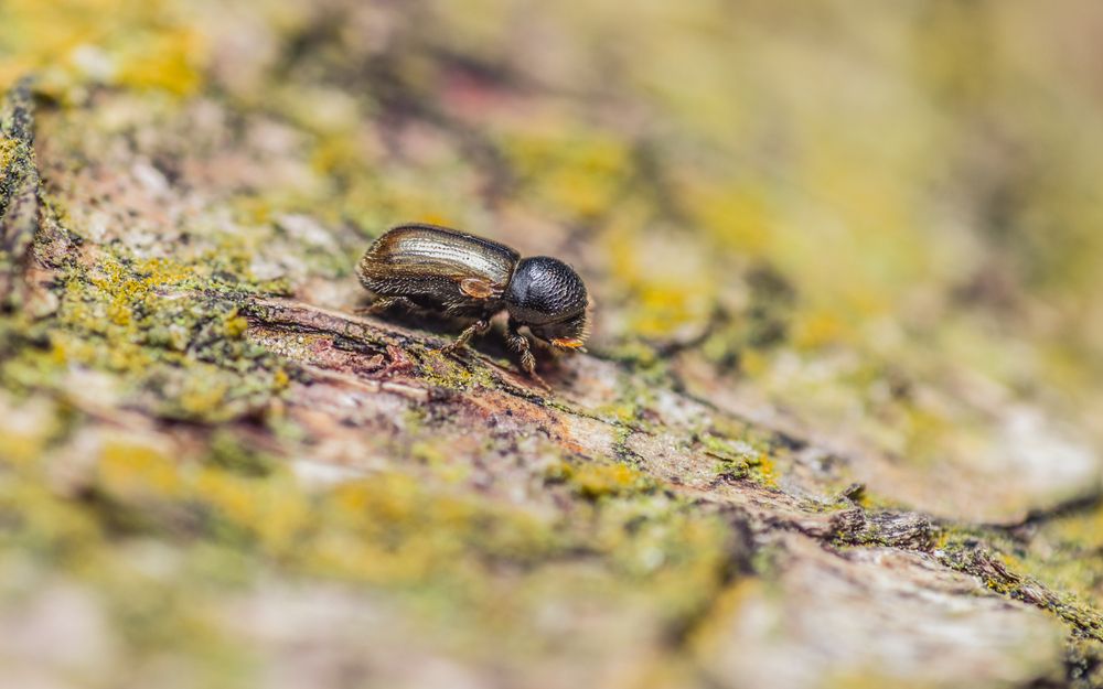 Ambrosia Beetle