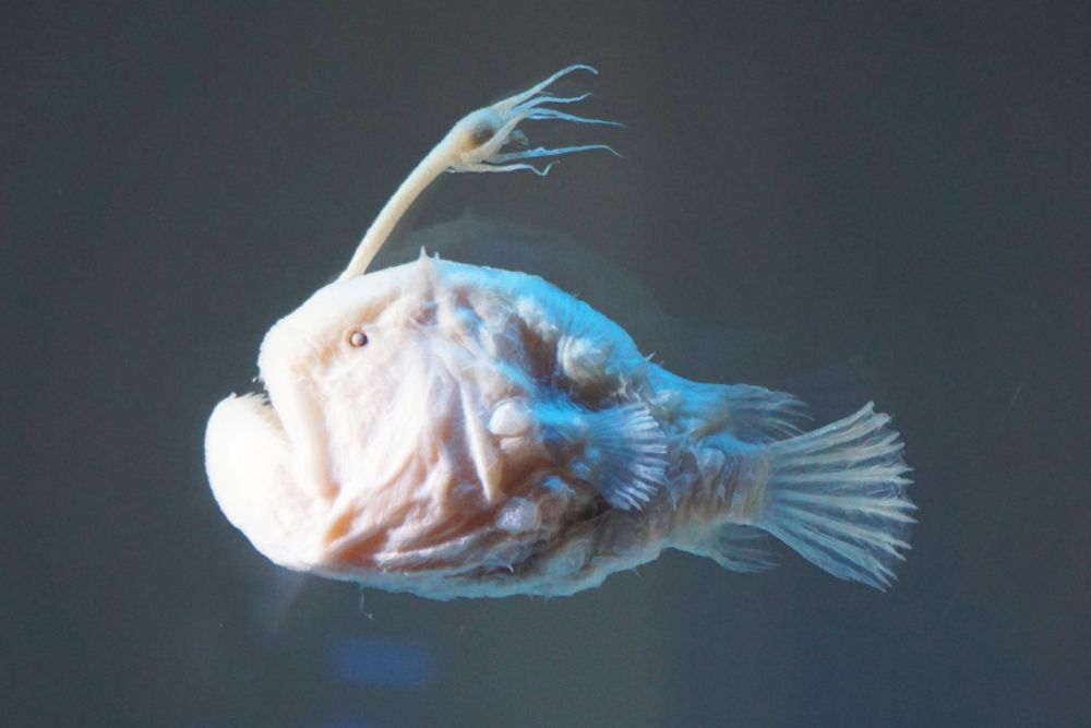 Anglerfish