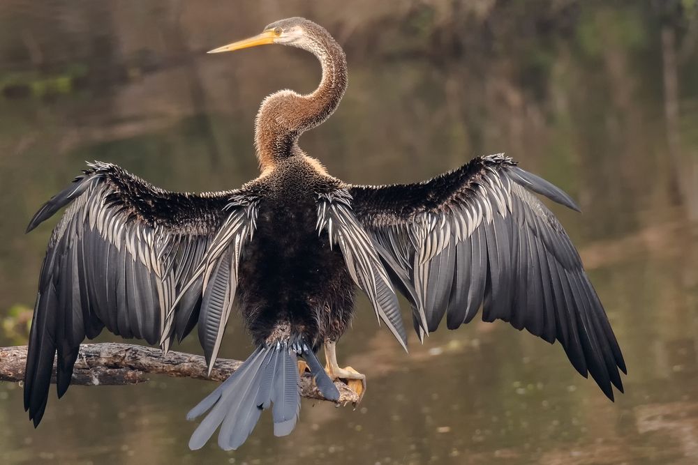 anhinga