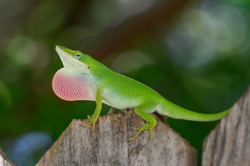 anole