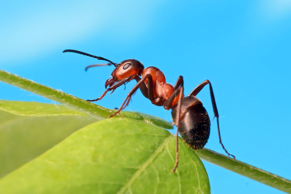 ant on a leaf