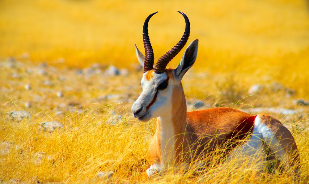 antelope