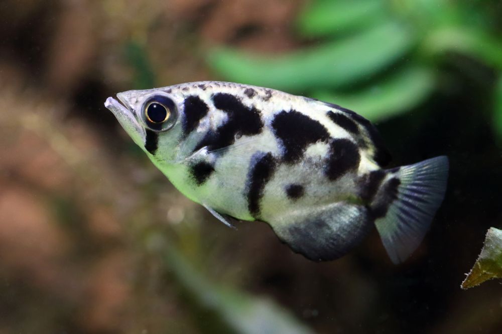 archerfish