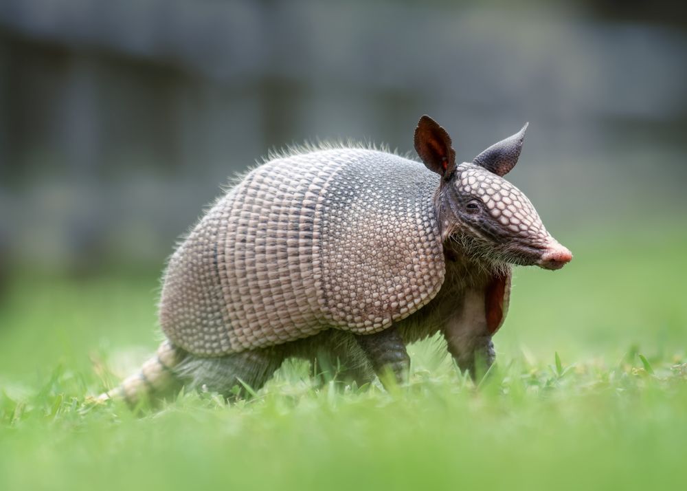 armadillo