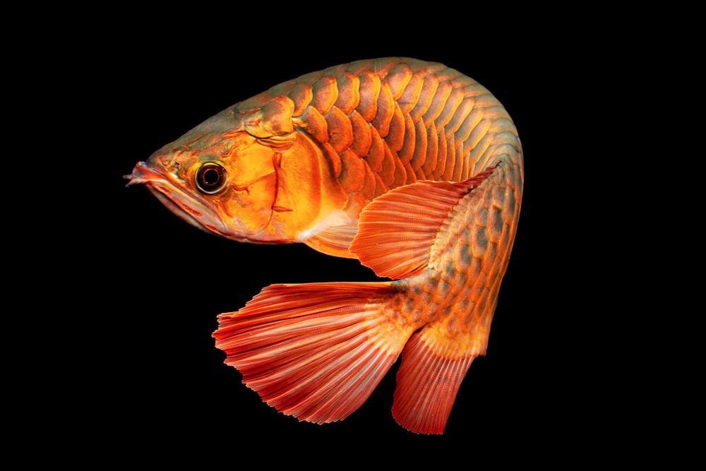 Arowana