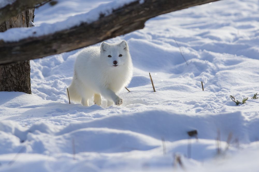 artic fox