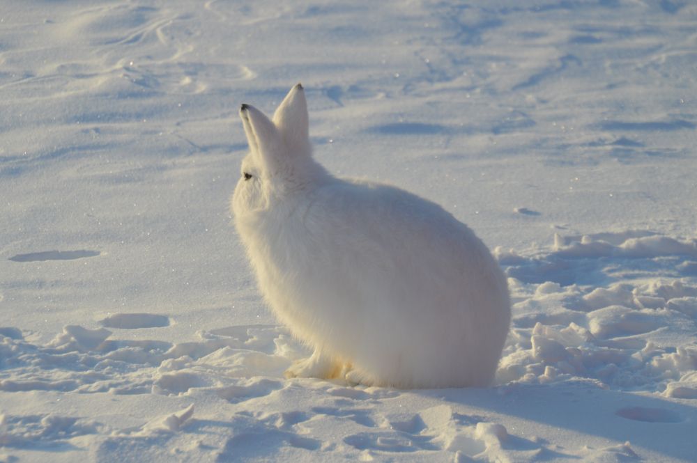 artic hare