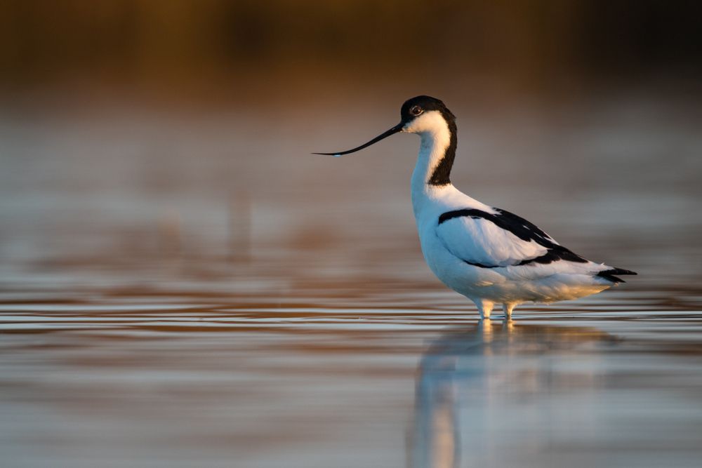 avocet