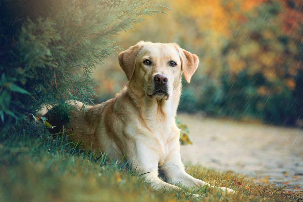 labrador lying down on grass