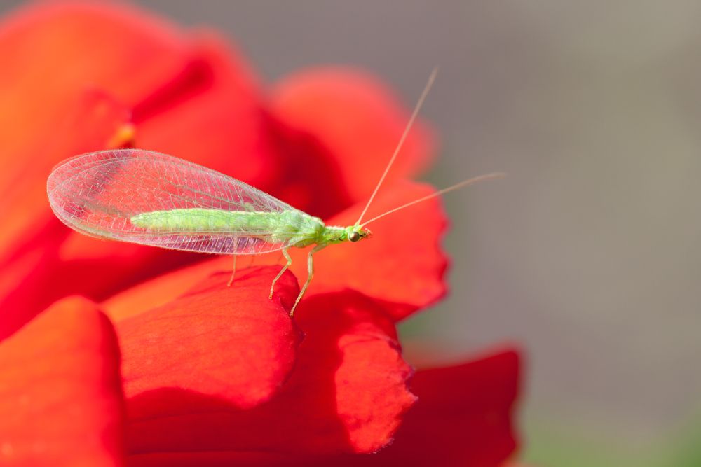 lacewing