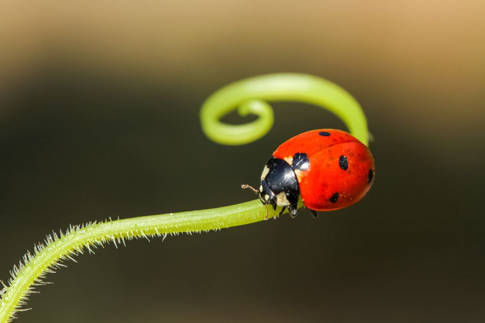 ladybird