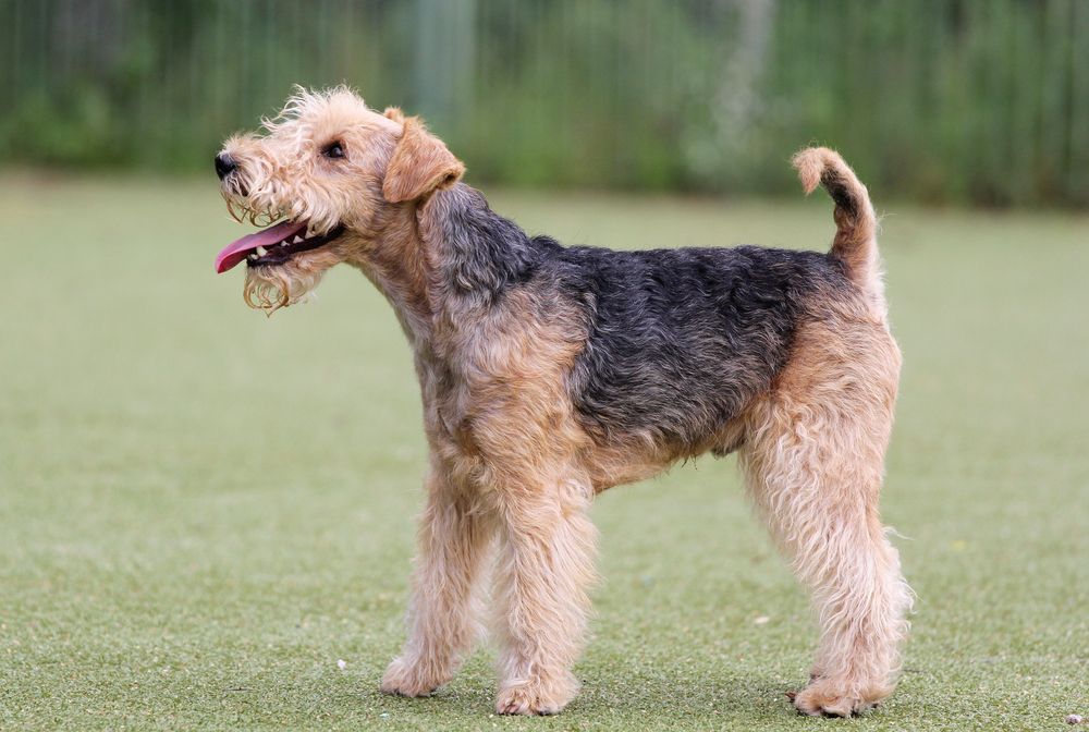 lakeland terrier