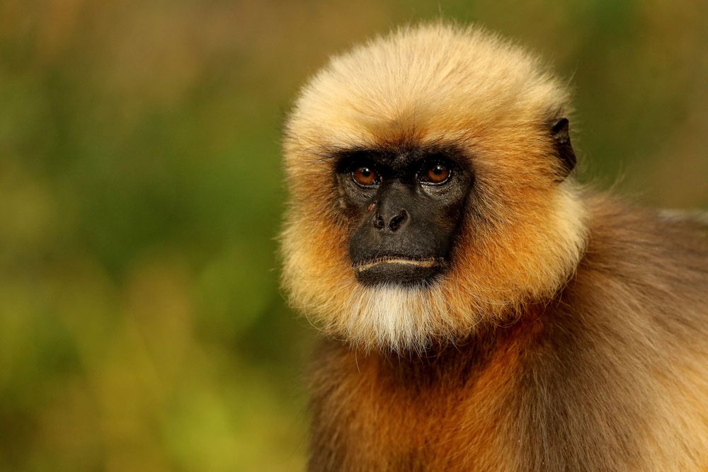 langur