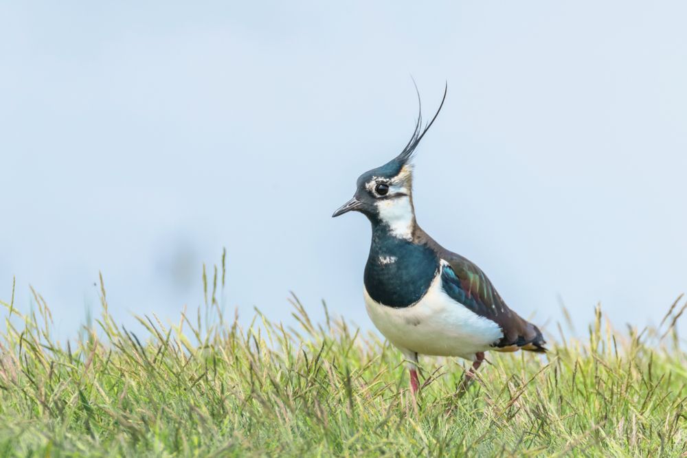 lapwing