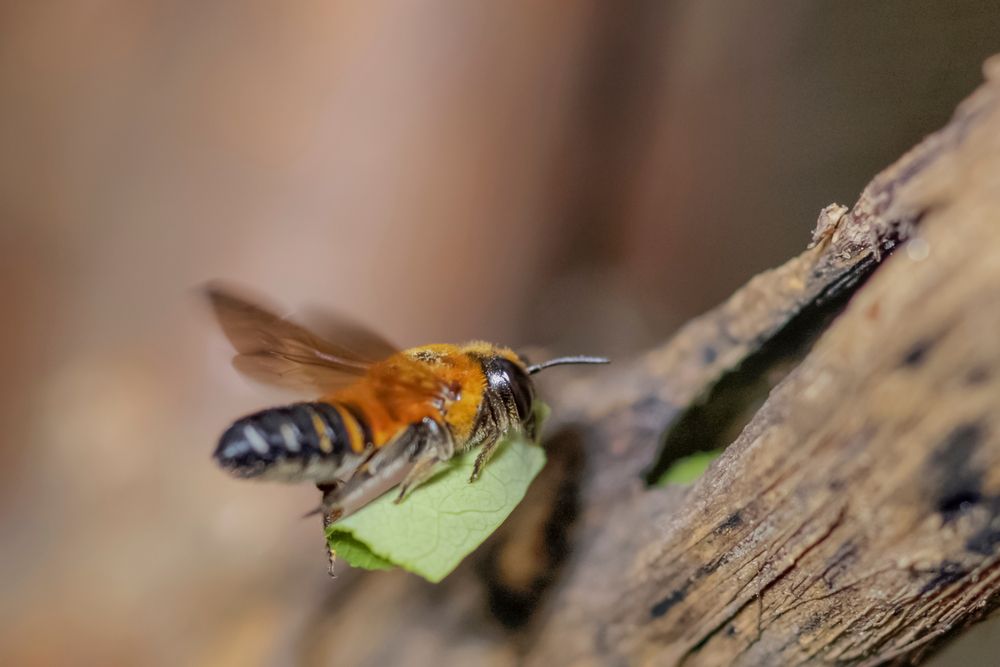 leafcutter bee