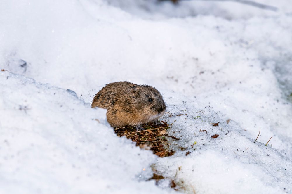 lemming