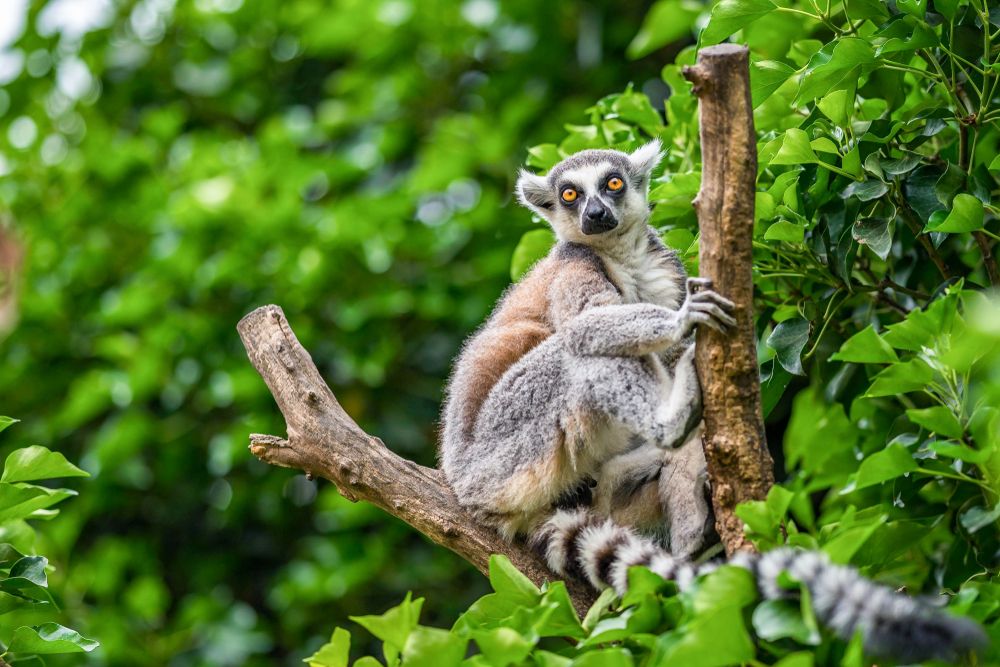 lemur in a tree