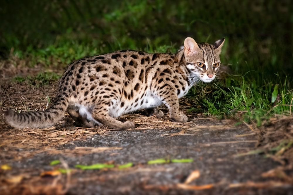 leopard cat