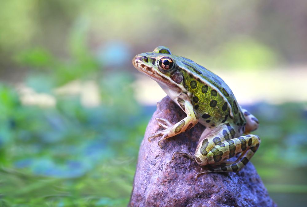 leopard frog