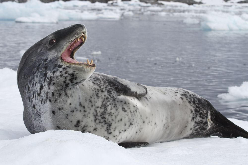 leopard seal