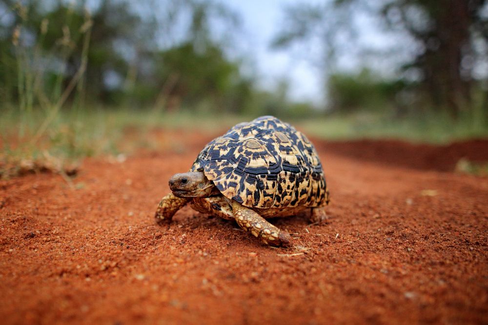 leopard tortoise