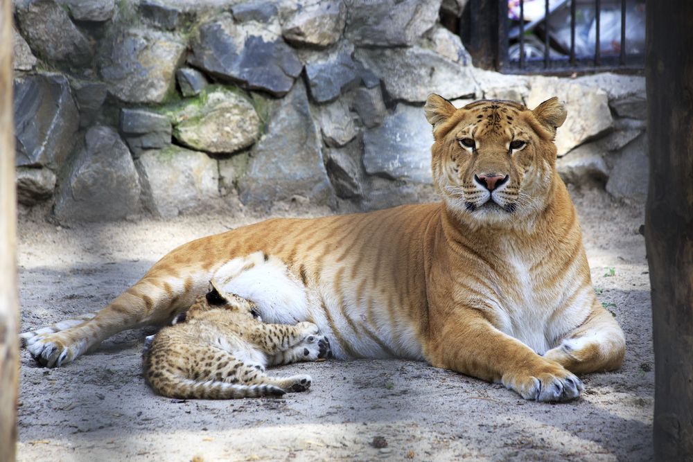 liger