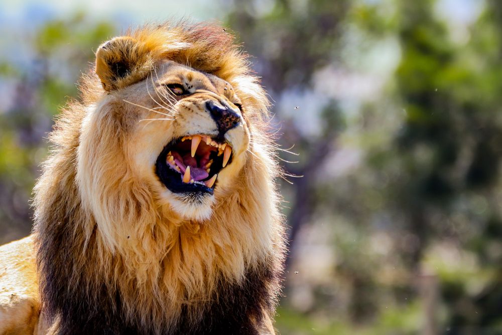 lion roaring