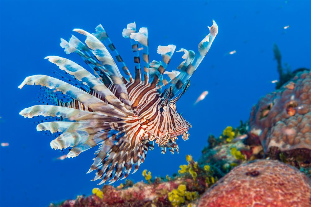 lionfish