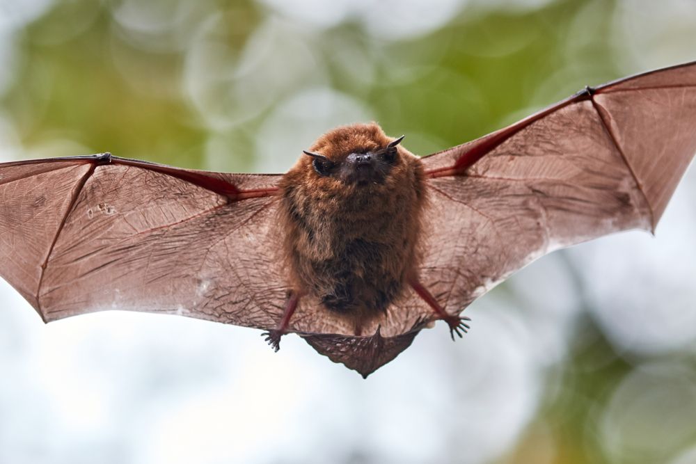 Little Brown Bat