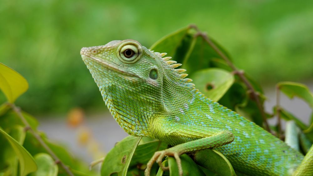 green lizard