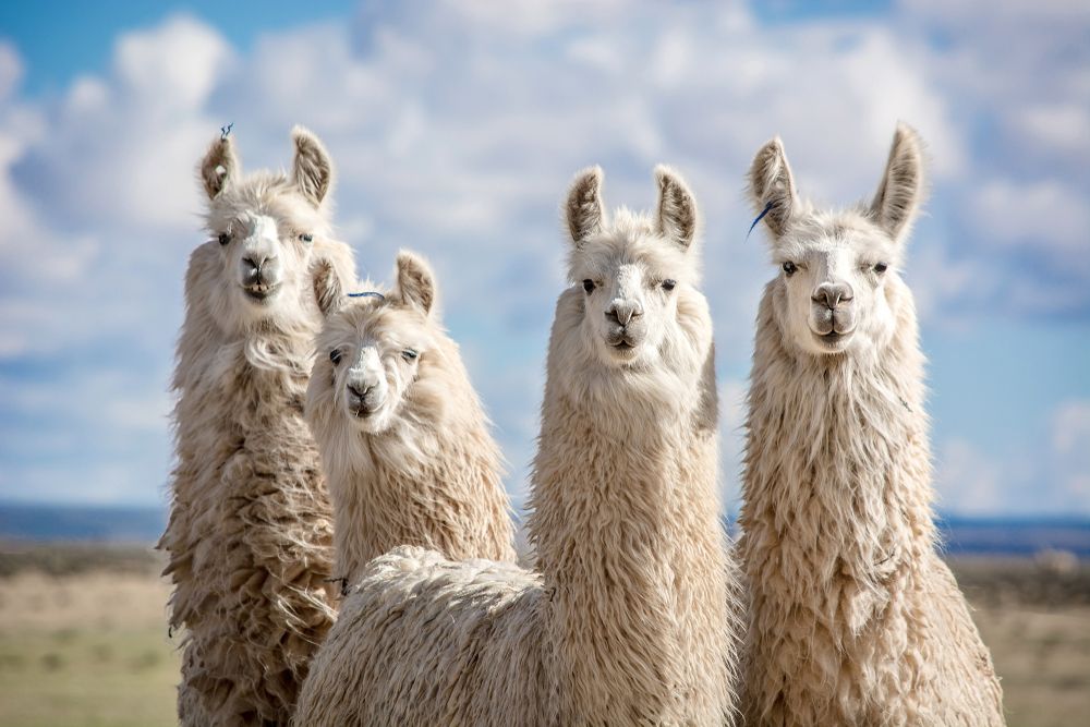 four llamas