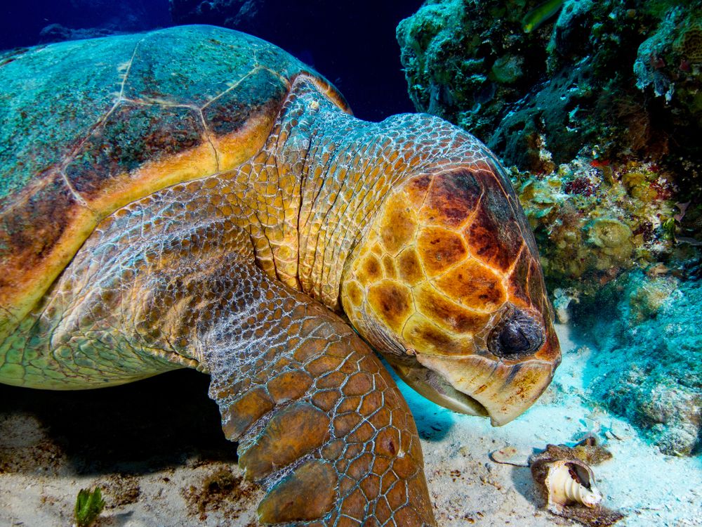 loggerhead sea turtle