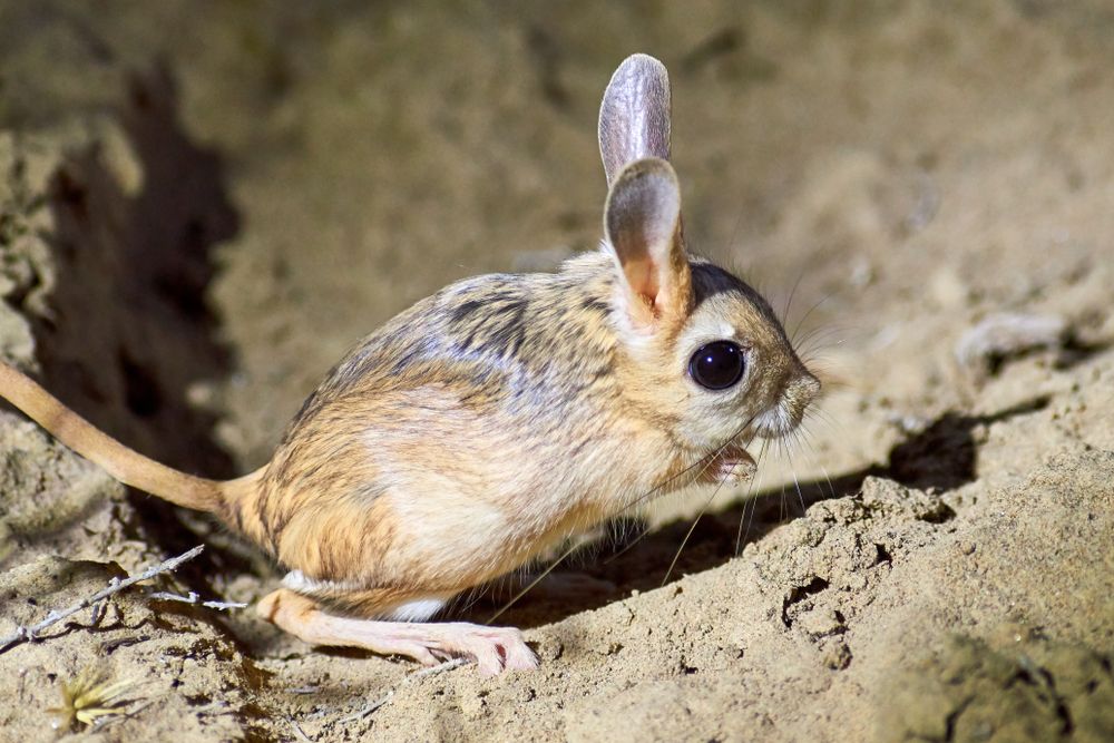 long-eared jerboa